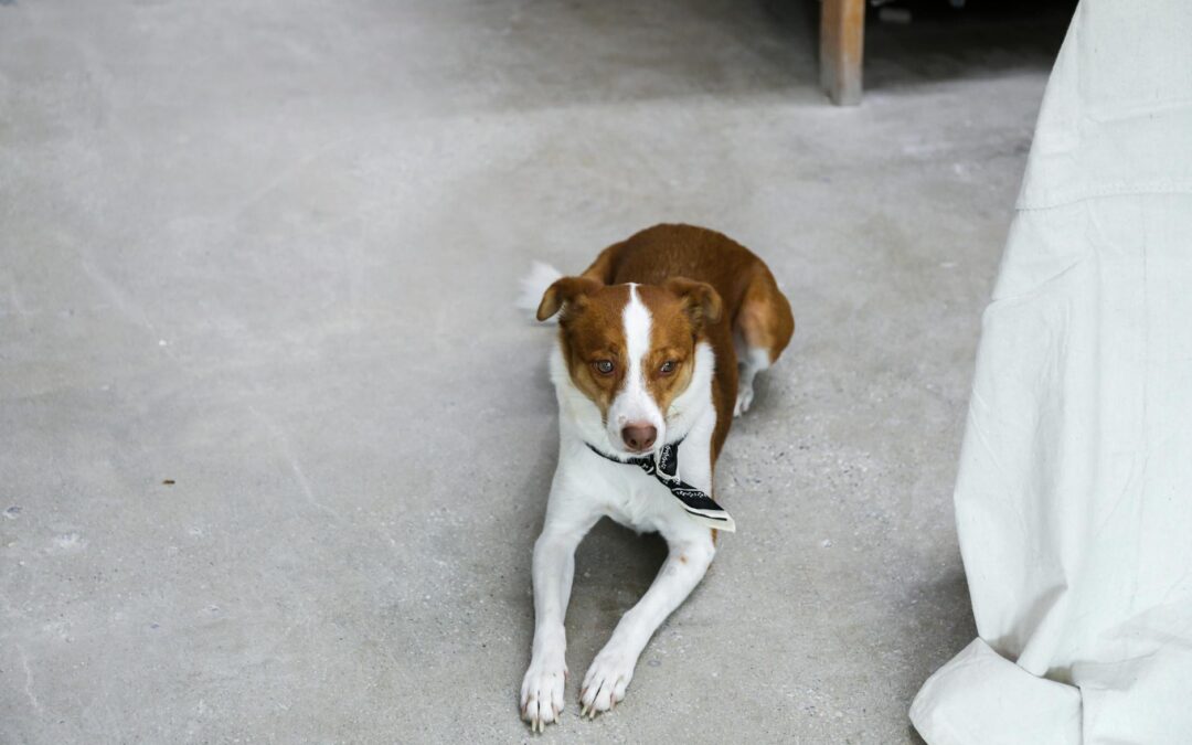 is dog haus dog friendly chandler